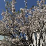 マスミ東京の庭にある思川桜