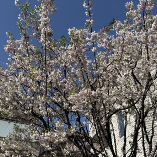 マスミ東京の庭にある思川桜