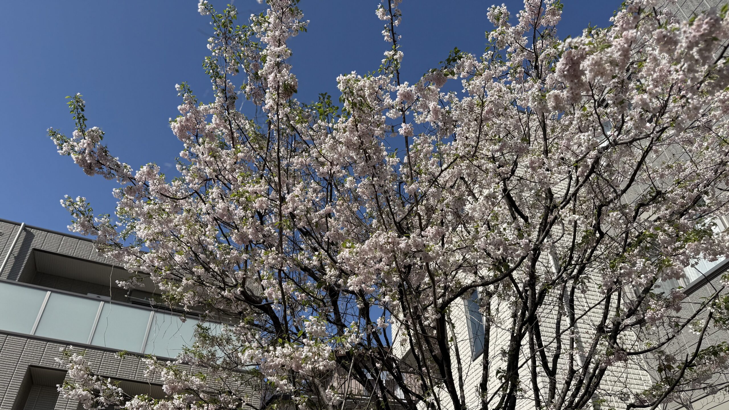 マスミ東京の庭にある思川桜