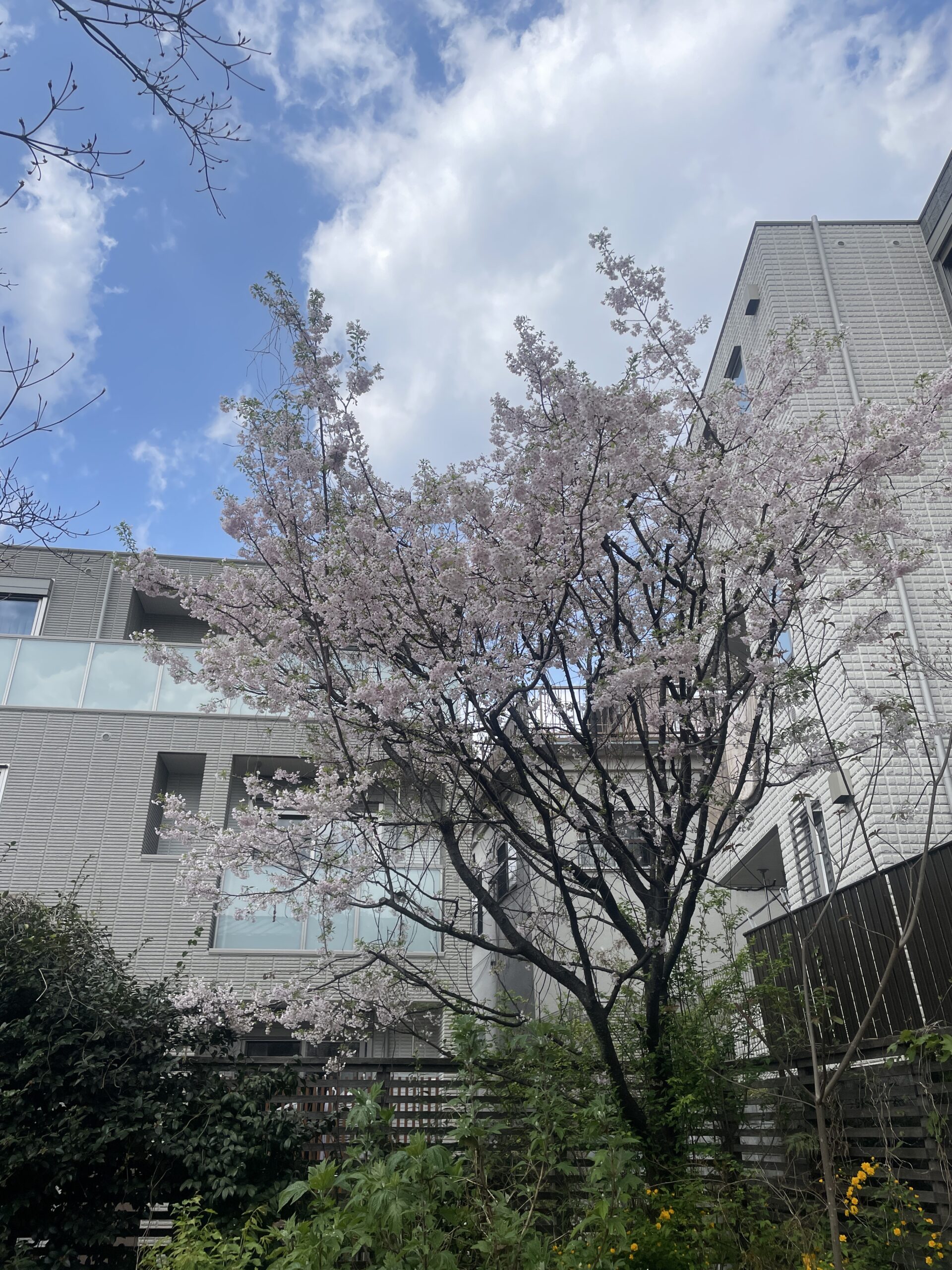 マスミ東京の庭にある思川桜